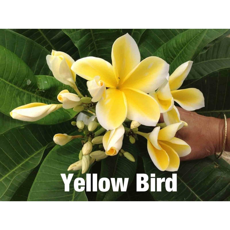 Plumeria rubra "Yellow Bird" (frangipanier)