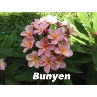 Plumeria rubra "Bunyen" (frangipanier)