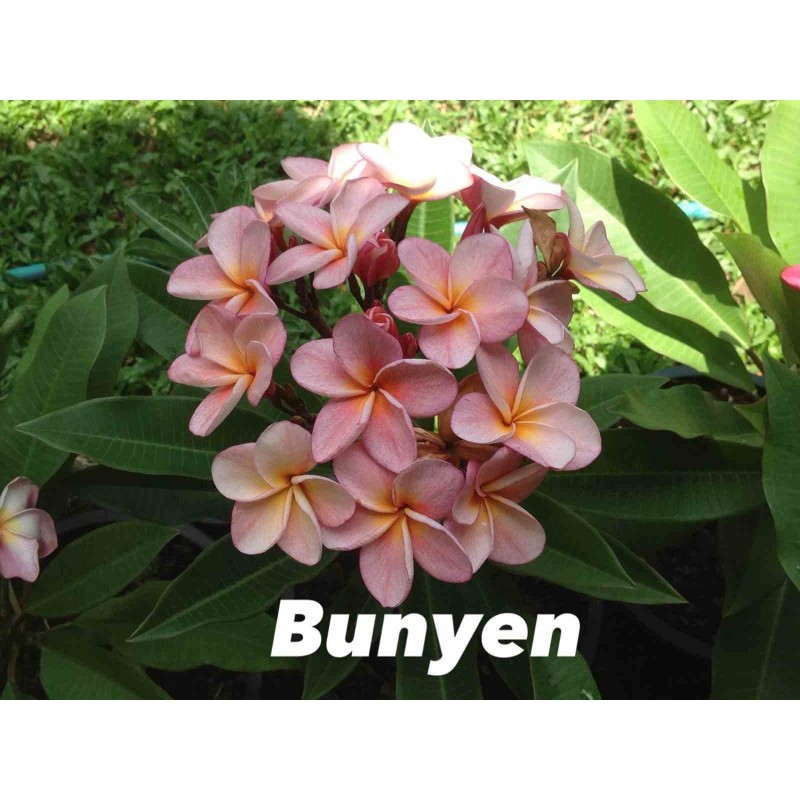 Plumeria rubra "Bunyen" (frangipanier)