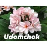 Plumeria rubra "Udomchok" (frangipanier)