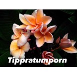 Plumeria rubra "Tippratumporn" (frangipanier)