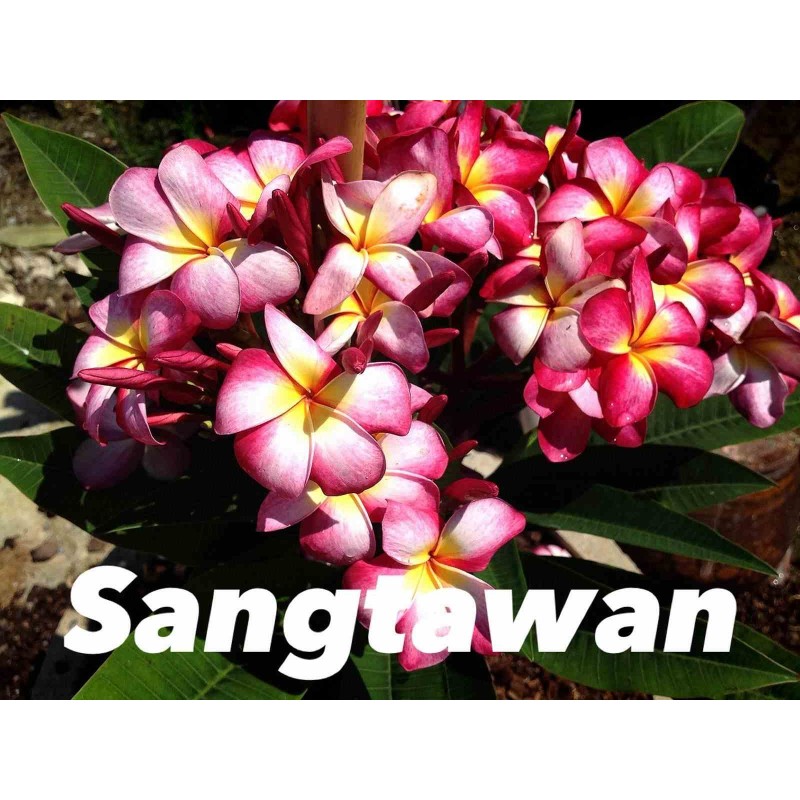 Plumeria rubra "Sangtawan" (frangipanier)