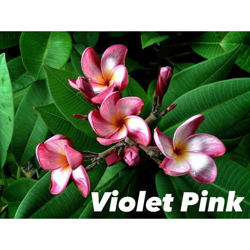 Plumeria rubra "Violet Pink" (frangipanier)