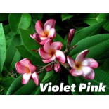 Plumeria rubra "Violet Rose" (frangipanier)