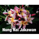 Plumeria rubra "Nung Nai Jakawan" (frangipanier)