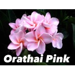 Plumeria rubra "Orathai Pink" (frangipanier)