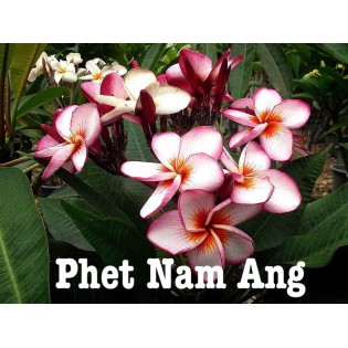 Plumeria rubra "Phet Nam Ang" (frangipanier)