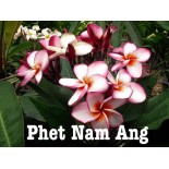 Plumeria rubra "Phet Nam Ang" (frangipanier)