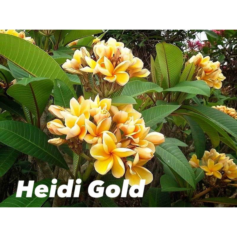Plumeria rubra "Heidi Gold" (frangipanier)
