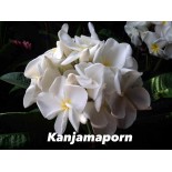 Plumeria rubra "Kanjamaporn" (frangipanier)