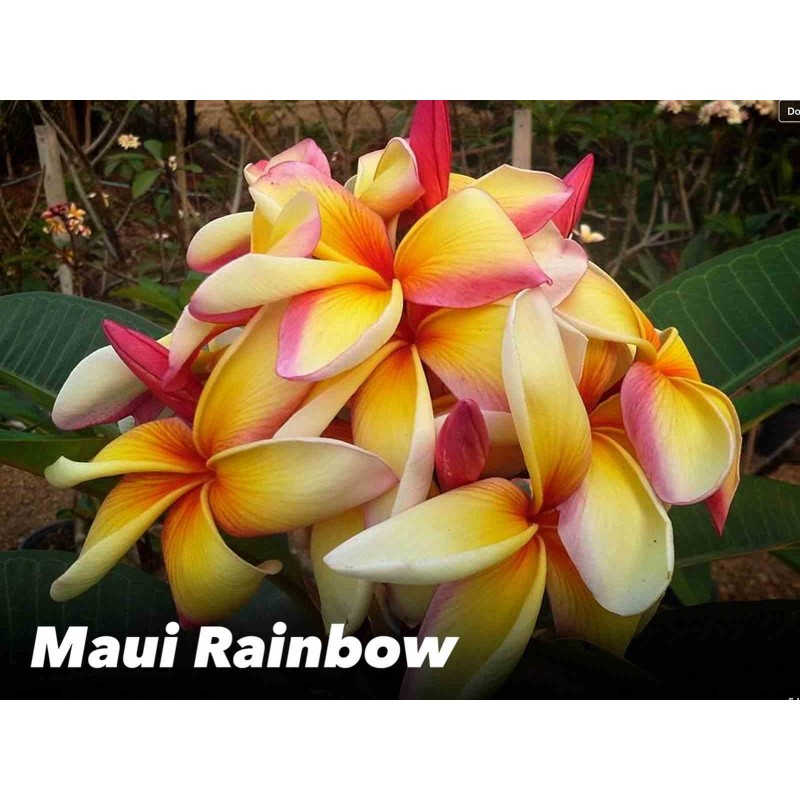 Plumeria rubra "Maui rainbow" (frangipanier)