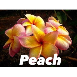 Plumeria rubra "Peach" (frangipanier)