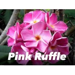 Plumeria rubra "Pink Ruffle" (frangipanier)