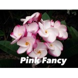 Plumeria rubra "Pink Fancy" (frangipanier)