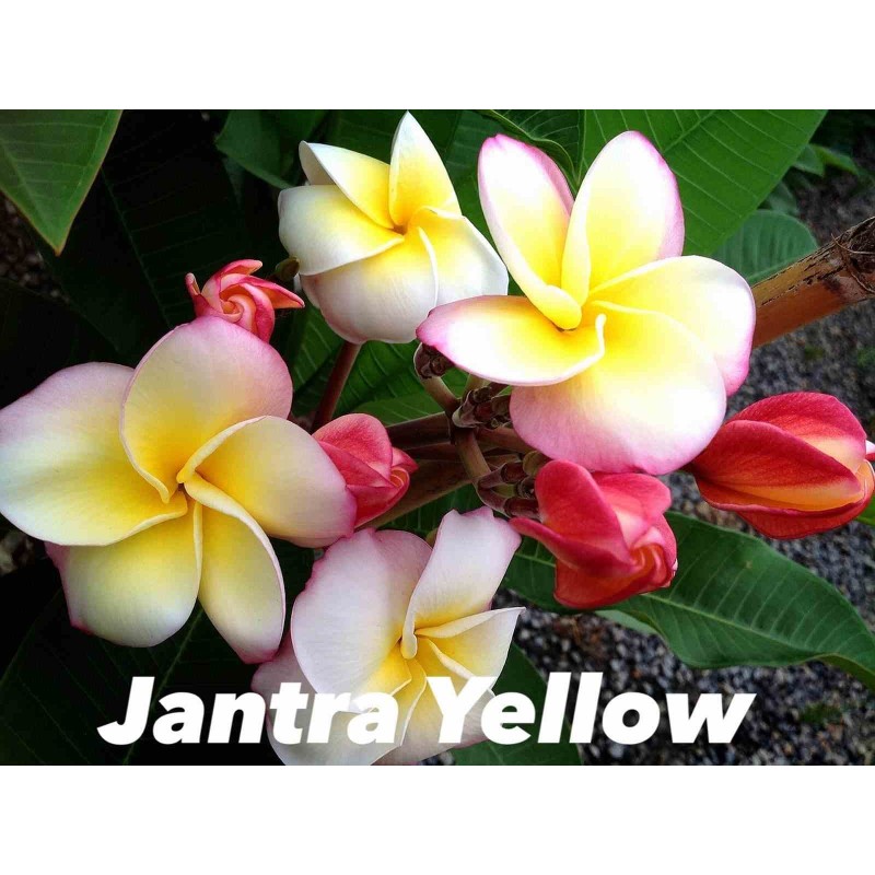 Plumeria rubra "Jantra yellow" (frangipanier)