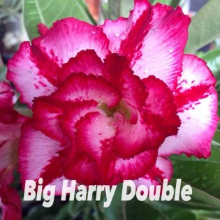 Adenium obesum cv.Big Harry double