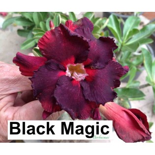 Adenium obesum cv.Black Magic