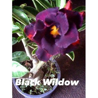 Adenium obesum cv. Wildow noir