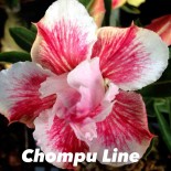 Adenium obesum cv Chompu Line