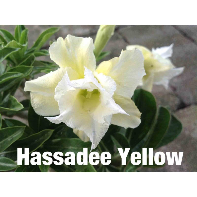 Adenium obesum cv.Hussadee Yellow