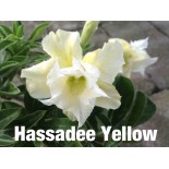 Adenium obesum cv.Hussadee Yellow