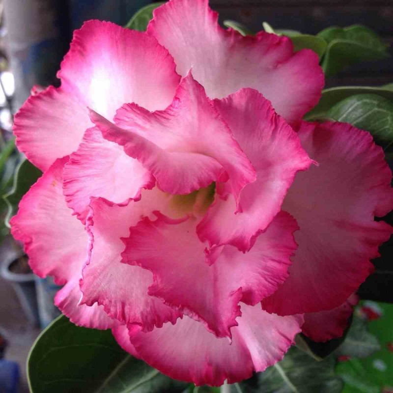 Adenium obesum cv.Leera Rose