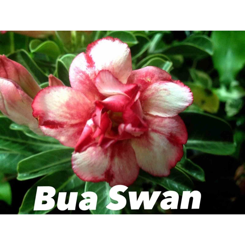 Adenium obesum cv.Bua Swan