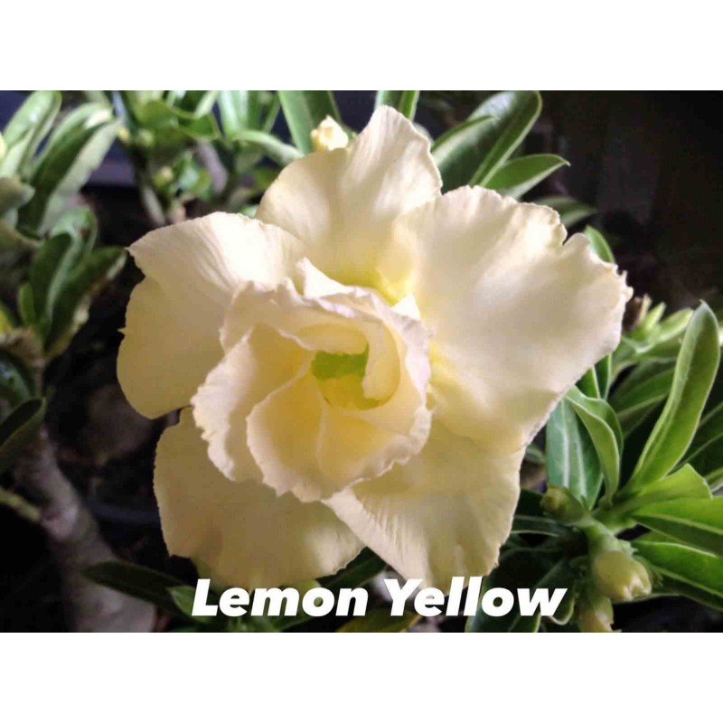 Adenium obesum cv.Lemon yellow
