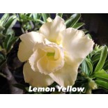 Adenium obesum cv.Jaune citron
