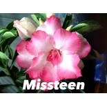 Adenium obesum cv.Missteen
