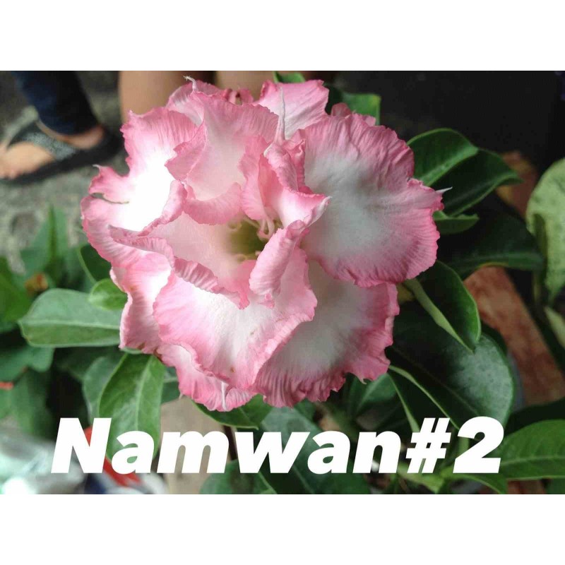 Adenium obesum cv Namwan