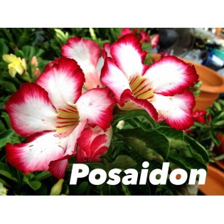 Adenium obesum cv.Posaidon