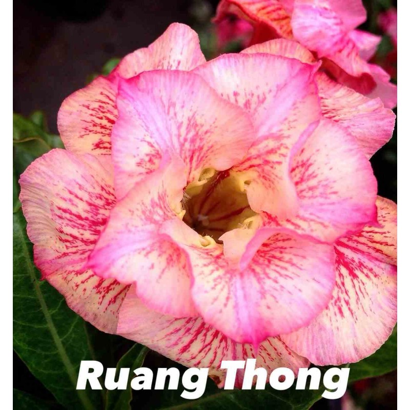 Adenium obesum cv.Ruong Thong