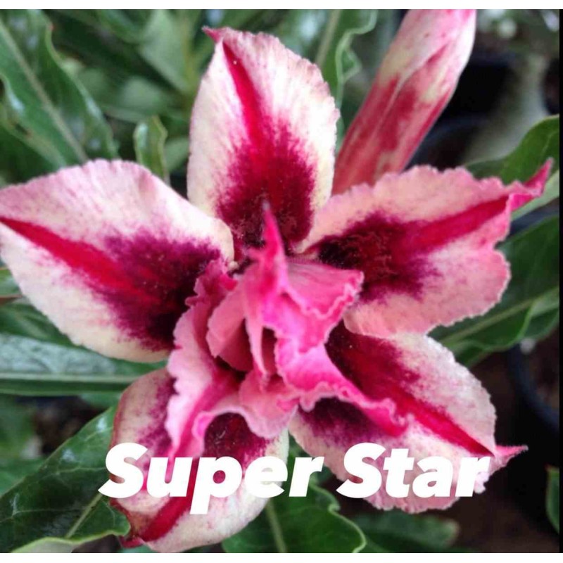 Adenium obesum cv.Super star