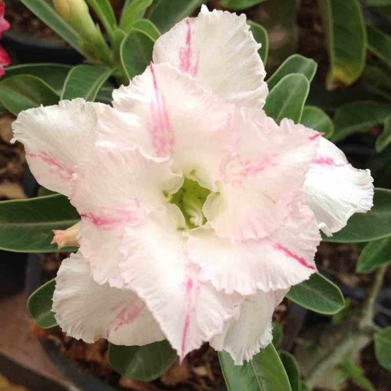 Adenium obesum cv. White rabbit