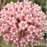 Hoya acuta pink (Fleur de porcelaine, fleur de cire)