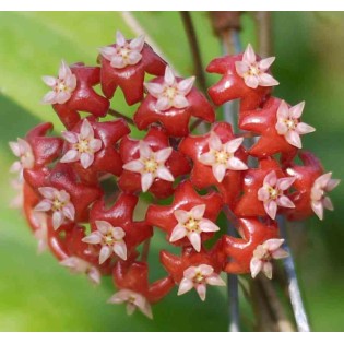 Hoya affinis (Fleur de porcelaine, fleur de cire)