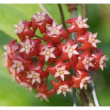 Hoya affinis (Fleur de porcelaine, fleur de cire)