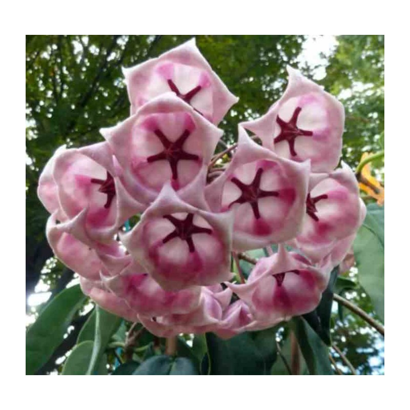 Hoya archboldiana rose (Fleur de porcelaine, fleur de cire)