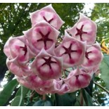 Hoya archboldiana rose (Fleur de porcelaine, fleur de cire)