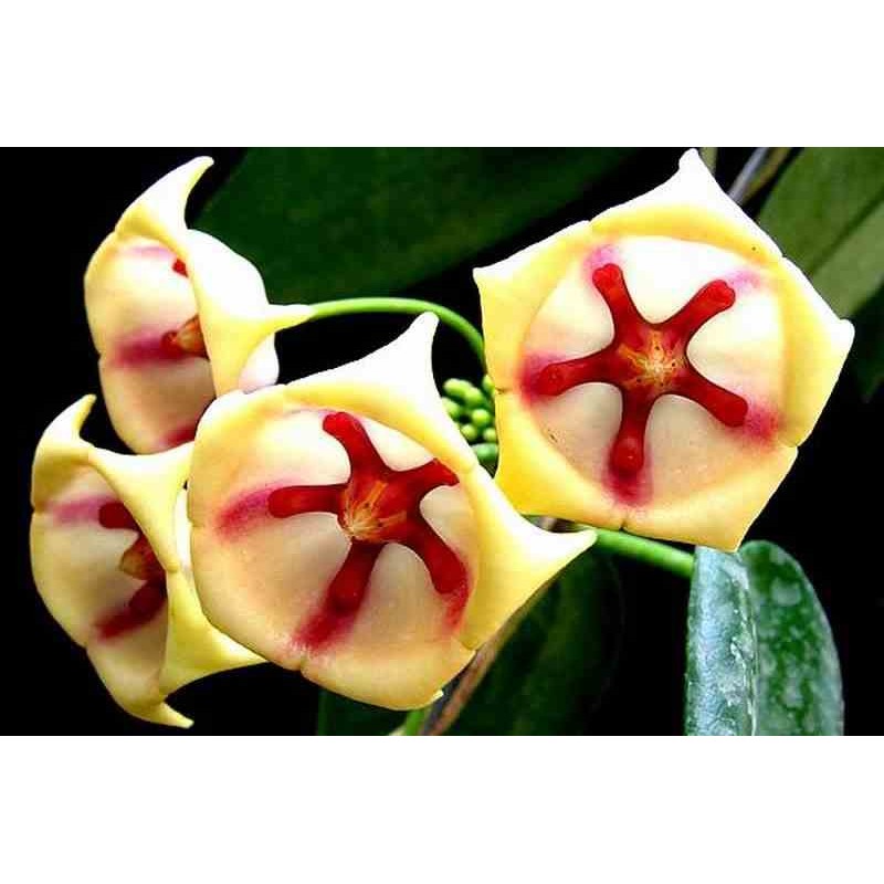 Hoya archboldiana Blanche (Fleur de porcelaine, fleur de cire)