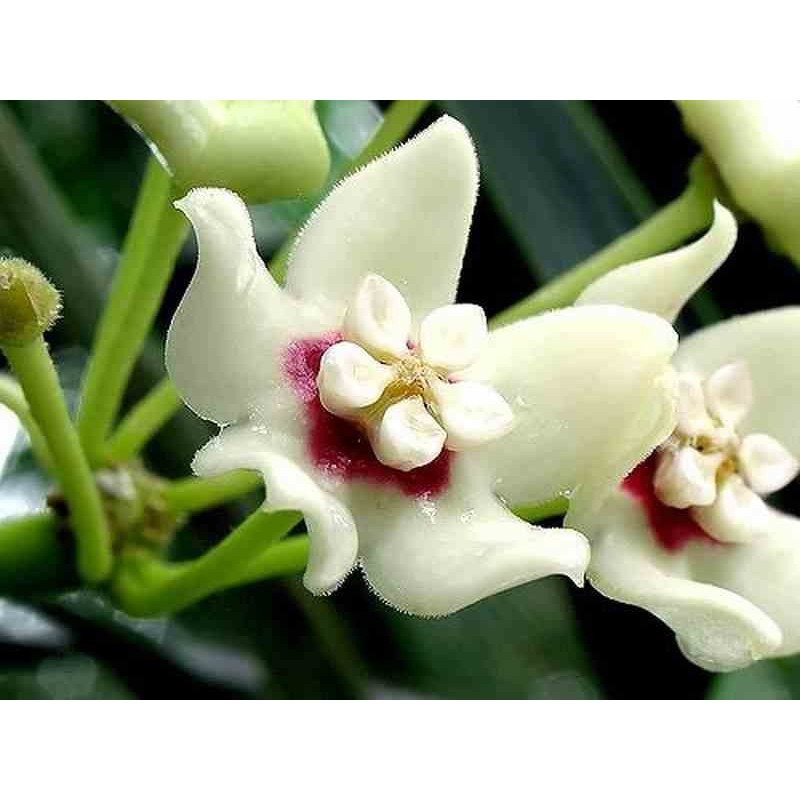 Hoya australis (Fleur de porcelaine, fleur de cire)