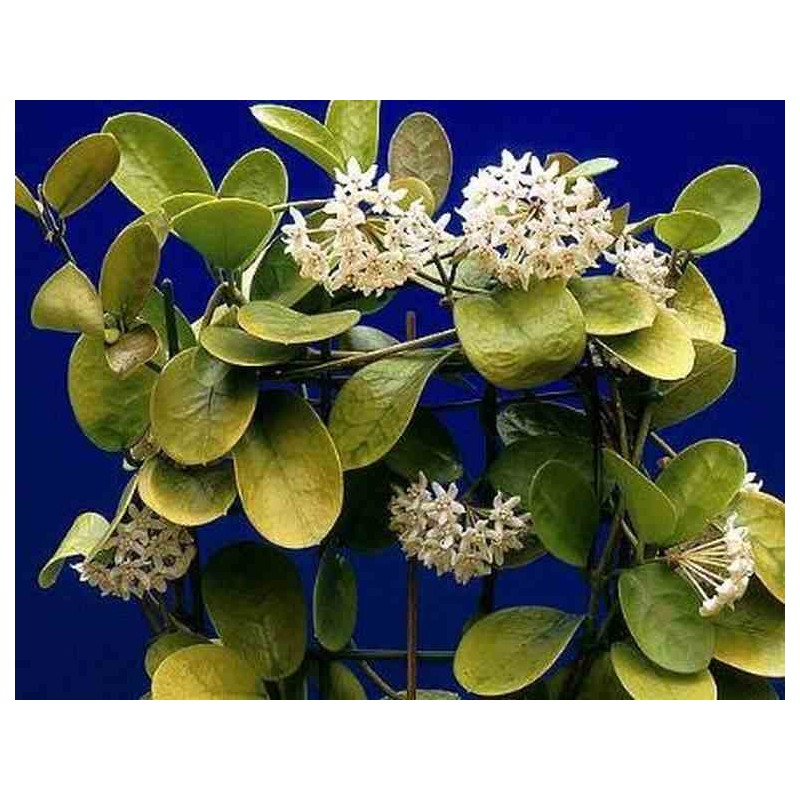 Hoya australis (Fleur de porcelaine, fleur de cire)