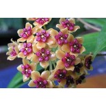 Hoya benquentensis (Fleur de porcelaine, fleur de cire)