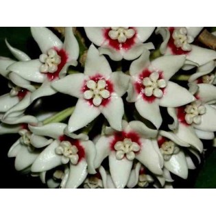 Hoya calycina (Fleur de porcelaine, fleur de cire)