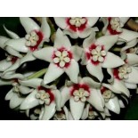 Hoya calycina (Fleur de porcelaine, fleur de cire)