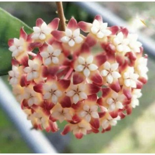 Hoya callistophylla (Fleur de porcelaine, fleur de cire)