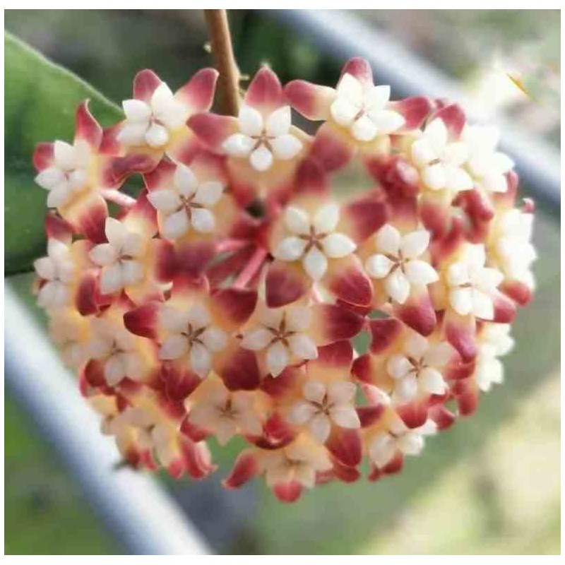 Hoya callistophylla (Fleur de porcelaine, fleur de cire)