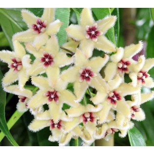 Hoya buotii (Fleur de porcelaine, fleur de cire)