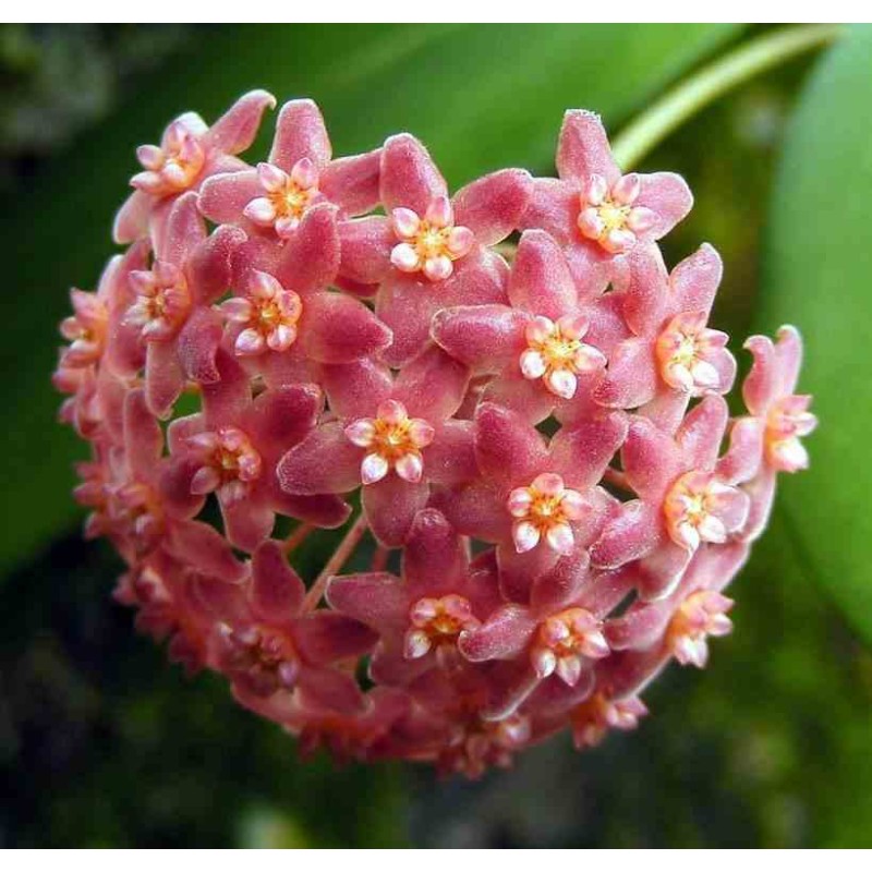 Hoya camphorifolia (Fleur de porcelaine, fleur de cire)